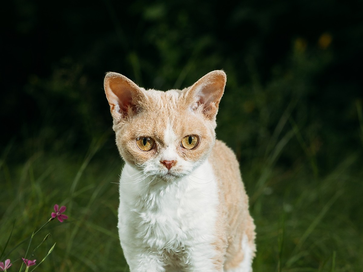Devon rex s typickou zvlněnou srstí